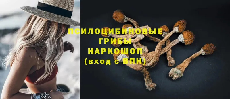 закладка  Новопавловск  Псилоцибиновые грибы Magic Shrooms 